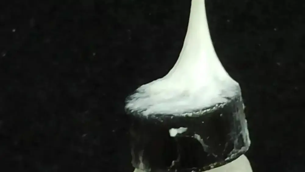 Fibras de la tela de araña cogiendo peso Fibras de la tela de araña cogiendo peso