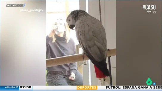 Un loro insulta a su dueña por beber cerveza y le exige que deje el tabaco: "Borracha ¡Que no fumes!" Un loro insulta a su dueña por beber cerveza y le exige que deje el tabaco: "Borracha ¡Que no fumes!"