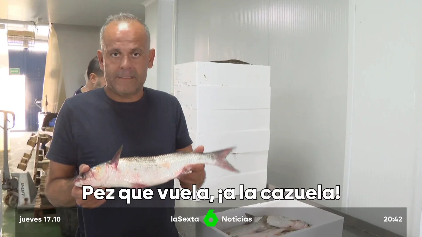 peces saltadores peces saltadores