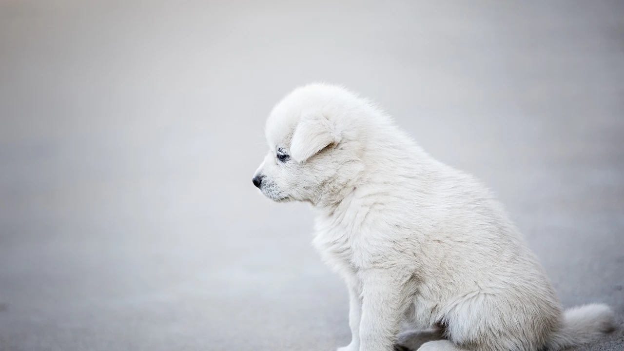 Imagen de archivo de un perro