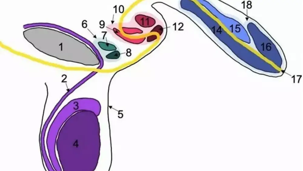 Esquema anatomía de hombre con tres penes Esquema anatomía de hombre con tres penes