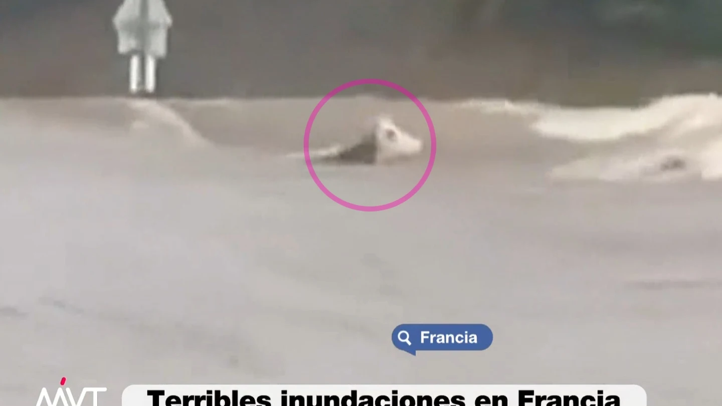 Una vaca, arrollada por el agua en Francia Una vaca, arrollada por el agua en Francia