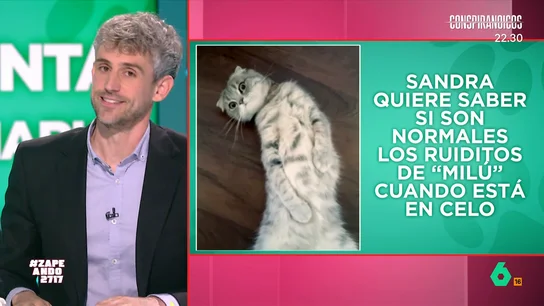 "¿Son normales los ruiditos que hace mi gata cuando está en celo?": la consulta de Sandra para Víctor Algra La espectadora de Zapeando ha enviado un vídeo de su gata Milú en el que se la puede ver emitiendo unos maullidos y vocalizaciones bastante curiosas mientras se frota en el suelo.