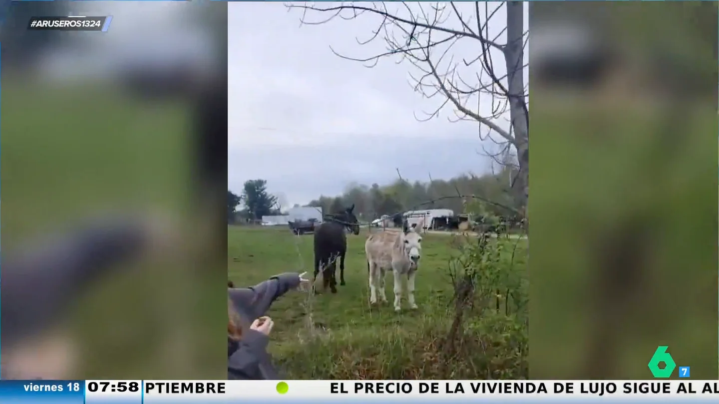 Un burro se viraliza por su malvada risa al ver el calambrazo que se lleva un perro al tocar un valla Un burro se viraliza por su malvada risa al ver el calambrazo que se lleva un perro al tocar un valla