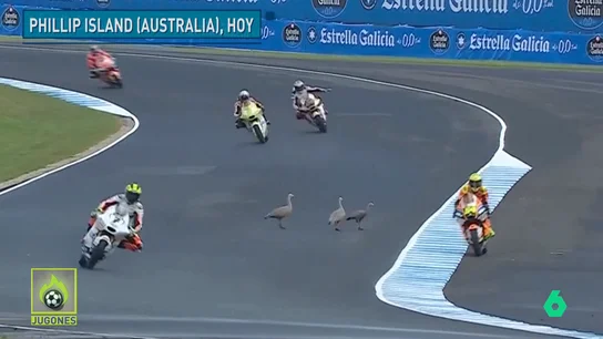 GANSOS GANSOS