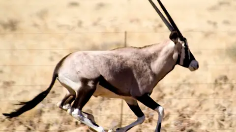 Oryx Oryx