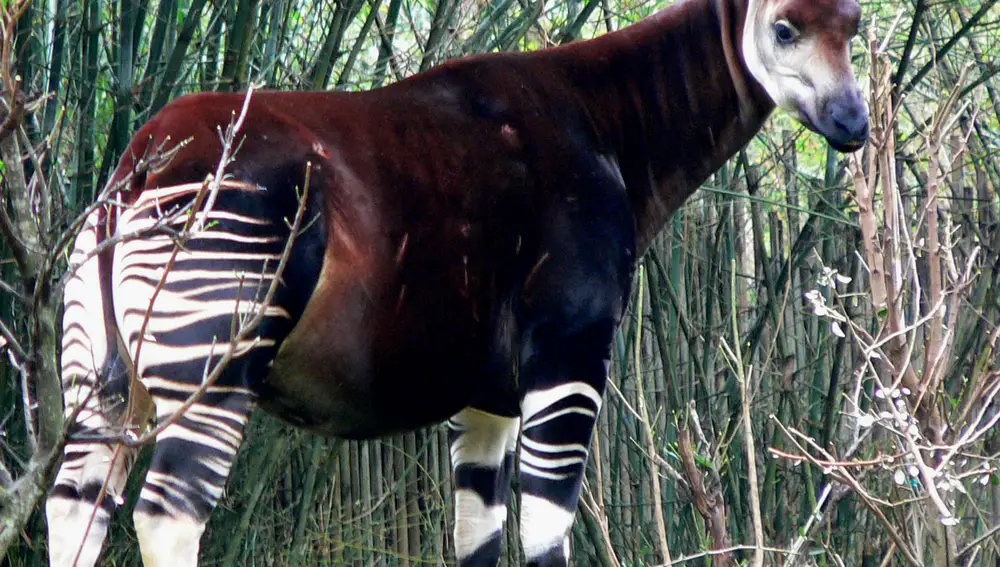 Okapi Okapi