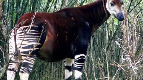 Okapi Okapi