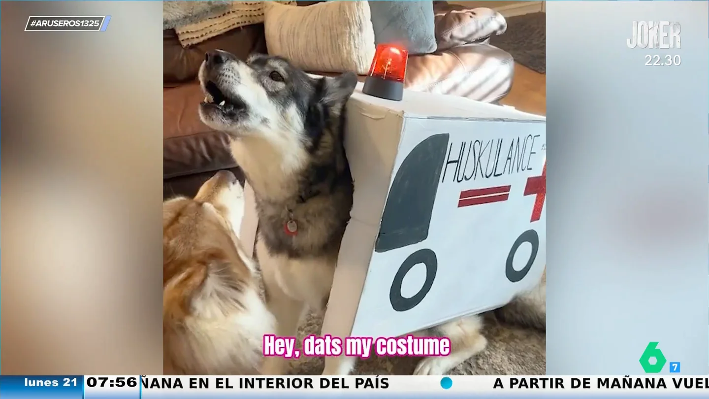 Dos perros se viralizan al competir por ver quién imita mejor la sirena de una ambulancia Dos perros se viralizan al competir por ver quién imita mejor la sirena de una ambulancia