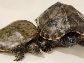 tortugas de cuello oculto tortugas de cuello oculto