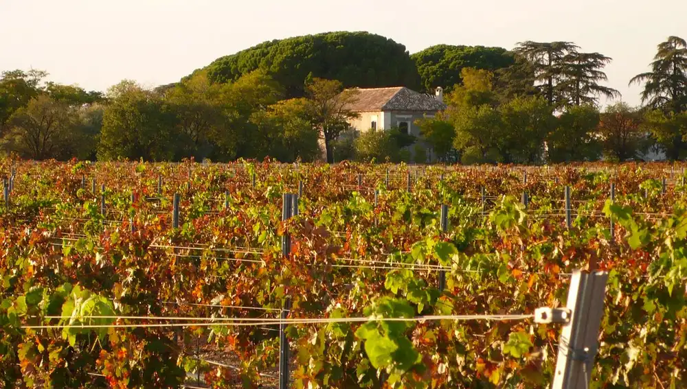 Viñedo en Socuéllamos Viñedo en Socuéllamos