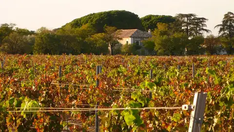 Viñedo en Socuéllamos Viñedo en Socuéllamos