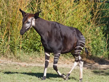 Okapi Okapi