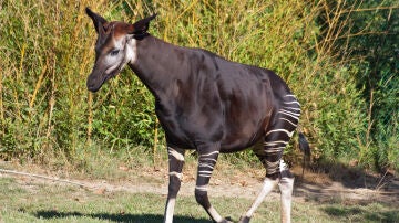 Okapi