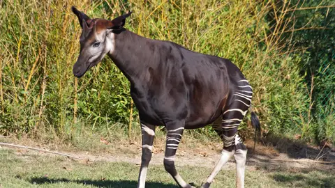 Okapi Okapi