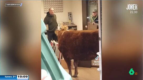 Una vaca se cuela en una tienda de pintura y dos hombres le tienen que ayudar a salir porque no sabe