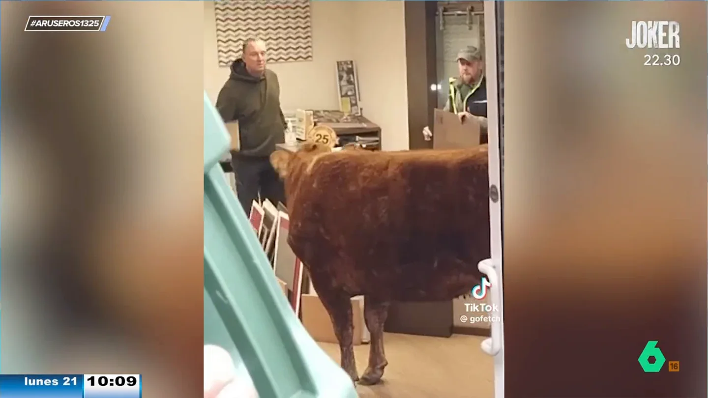 Una vaca se cuela en una tienda de pintura y dos hombres le tienen que ayudar a salir porque no sabe Una vaca se cuela en una tienda de pintura y dos hombres le tienen que ayudar a salir porque no sabe
