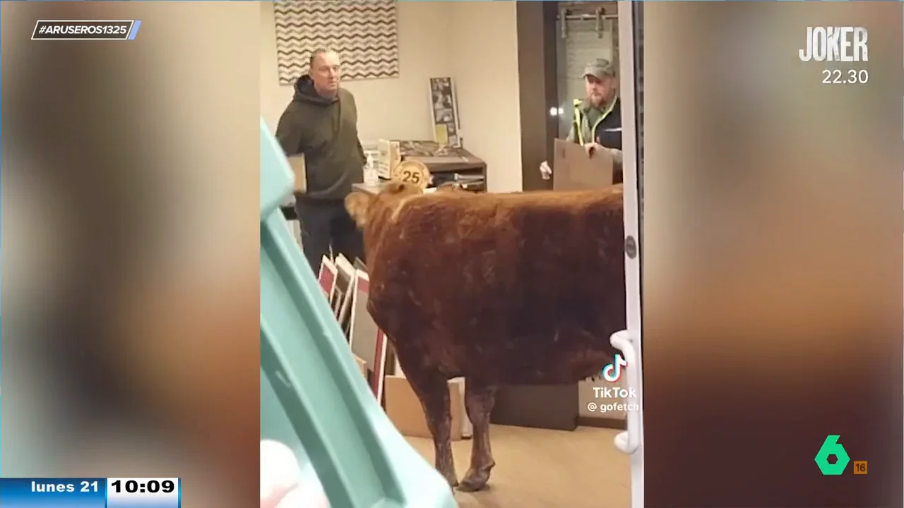 Una vaca se cuela en una tienda de pintura y dos hombres le tienen que ayudar a salir porque no sabe