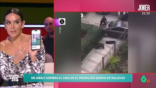 Cristina Pedroche, sobre el jabalí que sembró el caos en Vallecas: "Estaba en la puerta de mi casa" Cristina Pedroche, sobre el jabalí que sembró el caos en Vallecas: "Estaba en la puerta de mi casa"