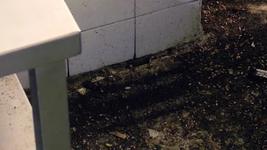 El dueño de 'Brasas y más' muestra a Chicote la plaga de cucarachas: "Me piden 1.400 euros por fumigar, es imposible" El dueño de 'Brasas y más' muestra a Chicote la plaga de cucarachas: "Me piden 1.400 euros por fumigar, es imposible"