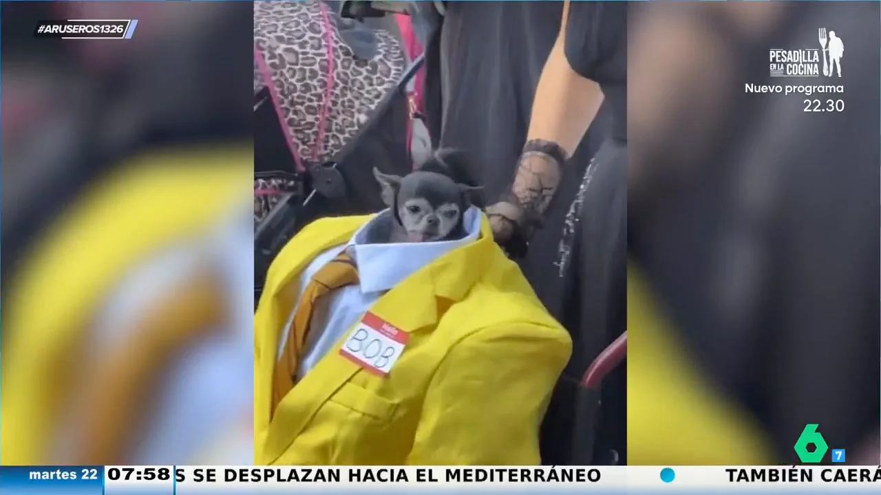 Un chihuahua disfrazado de un personaje de 'Beetlejuice' desata la locura en un desfile de disfraces