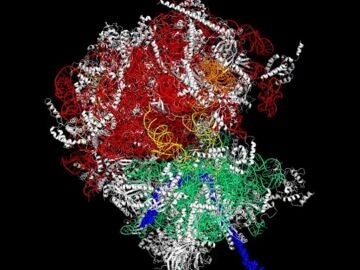 Representación de un ribosoma