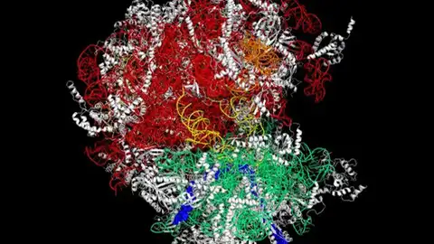Representación de un ribosoma Representación de un ribosoma