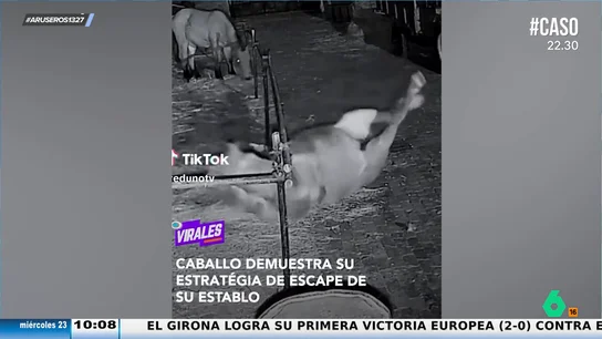 "A lo Tom Cruise en 'Misión imposible'": así es la viral forma en la que un caballo se fuga de su establo "A lo Tom Cruise en 'Misión imposible'": así es la viral forma en la que un caballo se fuga de su establo