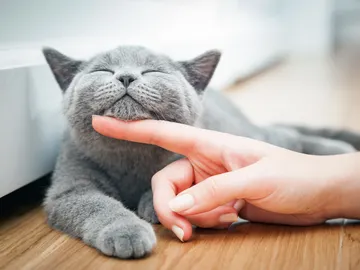 Gato sonriendo Gato sonriendo