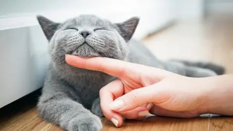Gato sonriendo Gato sonriendo