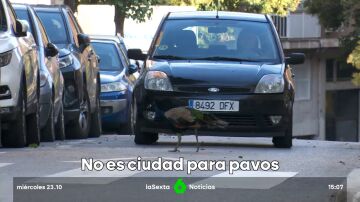 temor a los pavos