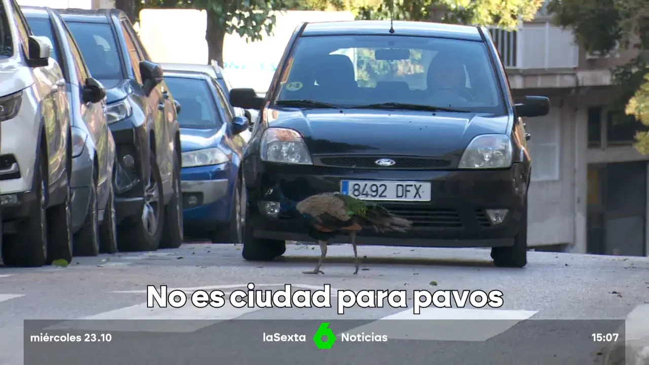 temor a los pavos