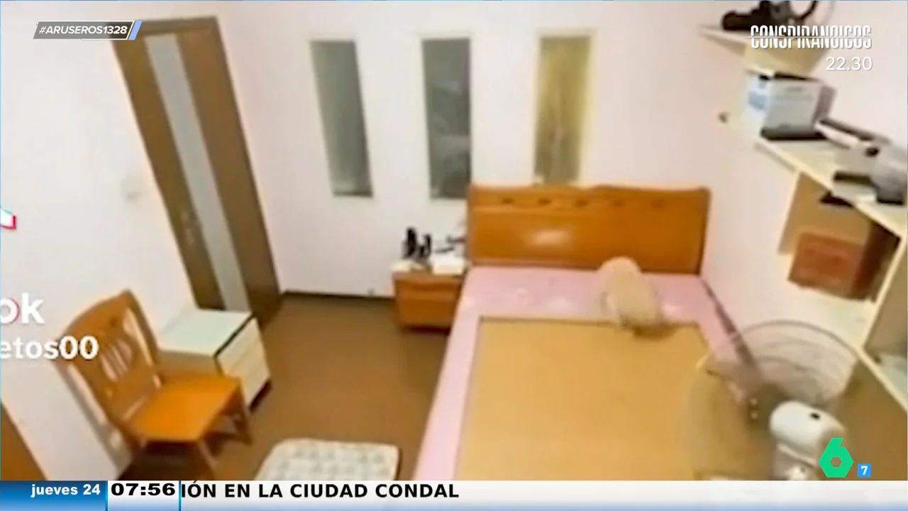 Una mujer pone una cámara oculta a su perro y alucina con lo que hace antes de irse a dormir: "Es listísimo"