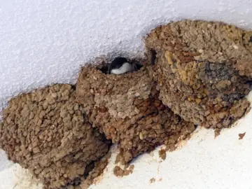 Nidos de aves Nidos de aves