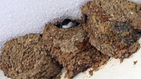 Nidos de aves Nidos de aves