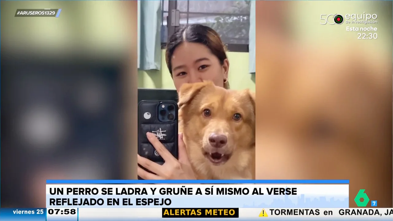 Un perro se viraliza por su reacción al verse en un espejo: gruñe y ladra al ver su reflejo