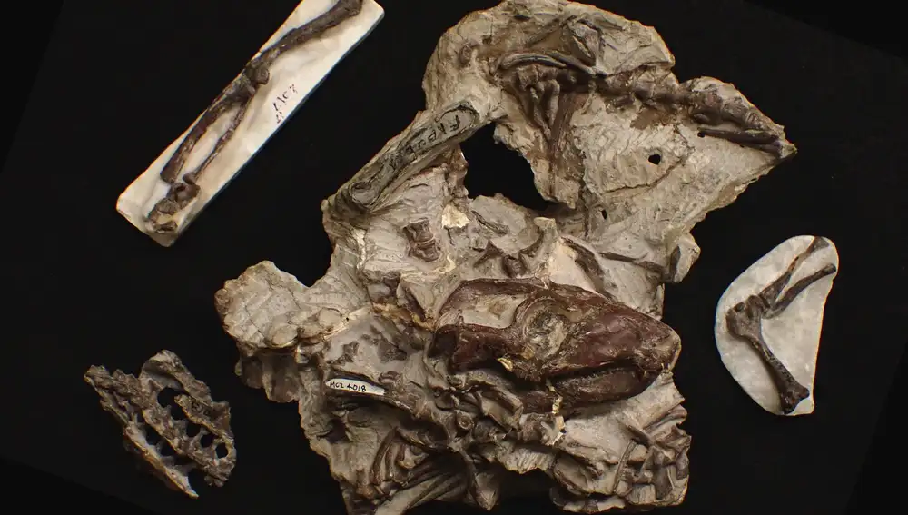 Fósil del cynodonto Massetognathus, parecido a un mamífero, de hace 242 millones de años, una de las especies investigadas en el estudio Fósil del cynodonto Massetognathus, parecido a un mamífero, de hace 242 millones de años, una de las especies investigadas en el estudio