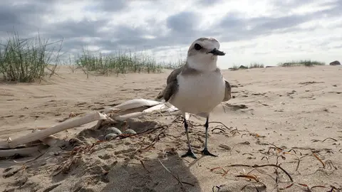 Chortilejo Chortilejo