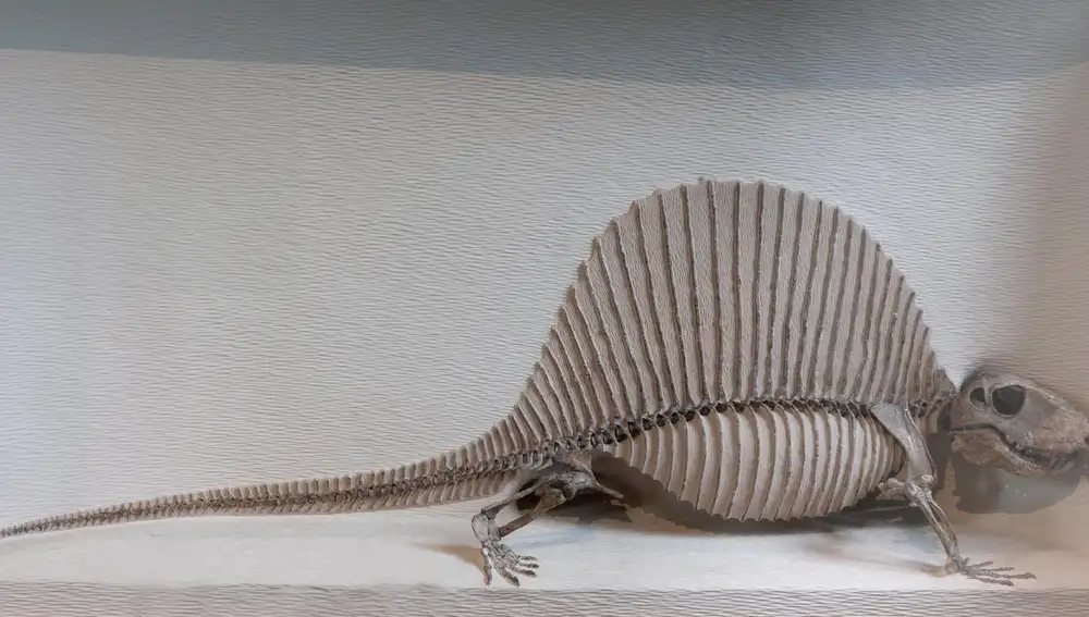 Fósil del sinápsido Dimetrodon, de hace 290 millones de años, una de las especies investigadas en el estudio Fósil del sinápsido Dimetrodon, de hace 290 millones de años, una de las especies investigadas en el estudio