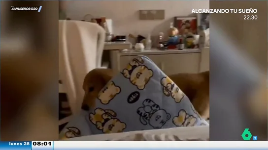 El emotivo momento en el que un perro arrastra su cama para dormir junto a su dueño El emotivo momento en el que un perro arrastra su cama para dormir junto a su dueño