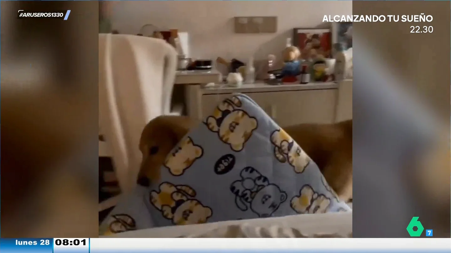 El emotivo momento en el que un perro arrastra su cama para dormir junto a su dueño El emotivo momento en el que un perro arrastra su cama para dormir junto a su dueño