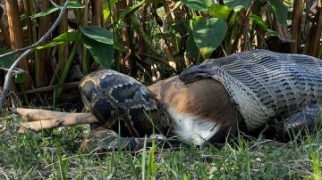 Esta pitón birmana de 4,5 metros de largo se traga un ciervo de 77 kilos