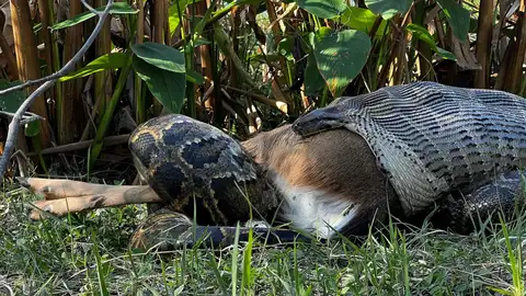 Esta pitón birmana de 4,5 metros de largo se traga un ciervo de 77 kilos Esta pitón birmana de 4,5 metros de largo se traga un ciervo de 77 kilos