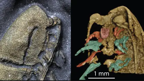Cabeza de 'Lomankus edgecombei'. Cabeza de 'Lomankus edgecombei'.