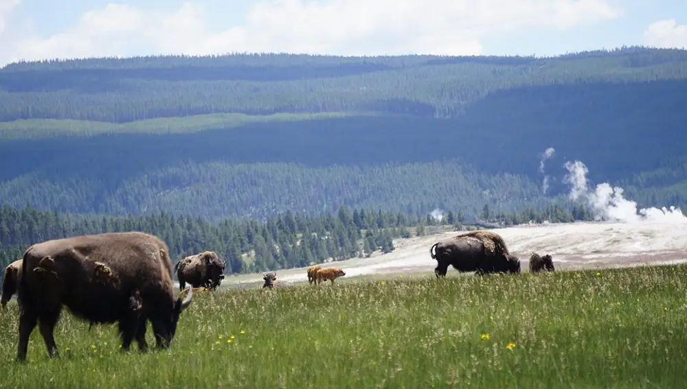 Yellowstone Yellowstone