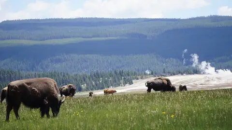 Yellowstone Yellowstone