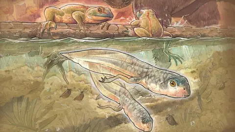 Hace 165 millones de años, estos renacuajos y ranas convivían con pequeños mamíferos y dinosaurios Hace 165 millones de años, estos renacuajos y ranas convivían con pequeños mamíferos y dinosaurios
