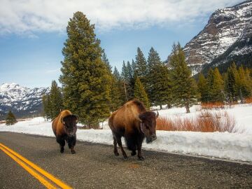 Yellowstone