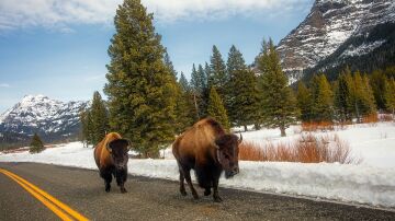 Yellowstone