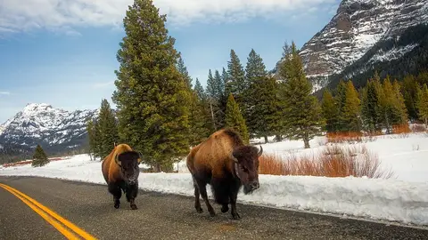 Yellowstone Yellowstone